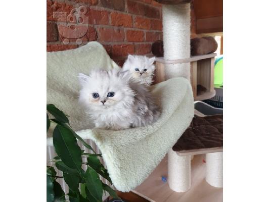 PoulaTo: Εγγεγραμμένοι όμορφοι πασιένους chinchilas Kitten Gccf